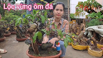 Giao lưu lô lộc vừng ôm đá đẹp giá rẻ 28/12☆Kim chi 0788.753.876 +0763.982.608