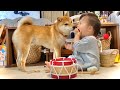 1歳娘の遊びに付き合わされる柴犬