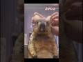 SNSで大バズり!!動物たちの大爆笑ハプニング8選!!! #cat #アニマル発見隊 #動物おもしろ動画 #面白い #動物プロダクション #いぬ #funny #animals #面白集
