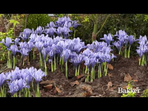Video: Funktioner Av Växande Iris I Trädgården