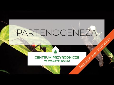 Partenogeneza