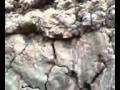 Iraqi Desert Wolf ذئب الجزيرة العراقي Iraqi Desert Wolf ذئب الجزيرة العراقي