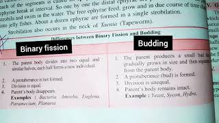 What is Binary Fission & Budding|| Difference between Budding & Binary Fission