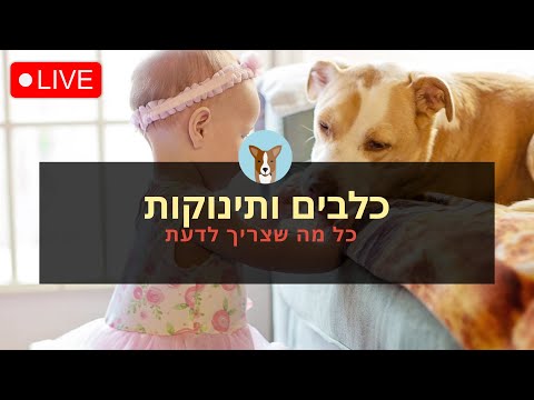 וִידֵאוֹ: האם כלבים מתנהגים אחרת כשהבעלים בהריון?