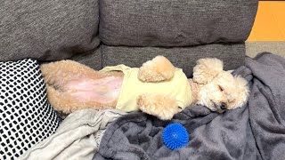 完全に犬を忘れて人間みたいな寝方で爆睡する大きいトイプードル【デカプー】【トイプードルのロアくん】【toy poodle】