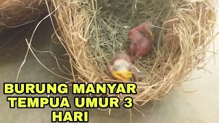 Anakan Burung Manyar Tempua Umur 3 Hari