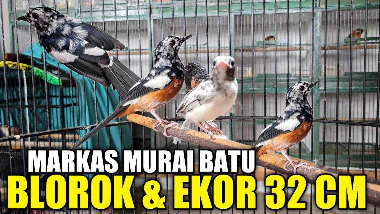 READY STOCK ! MURAI BLOROK EXTREME, MURAI SEMI PANDA, MURAI TRAH EK. 30 CM, MURAI BAHOROK, DLL