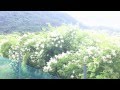 野ばらの花　福島県南会津町　(有)室井園芸
