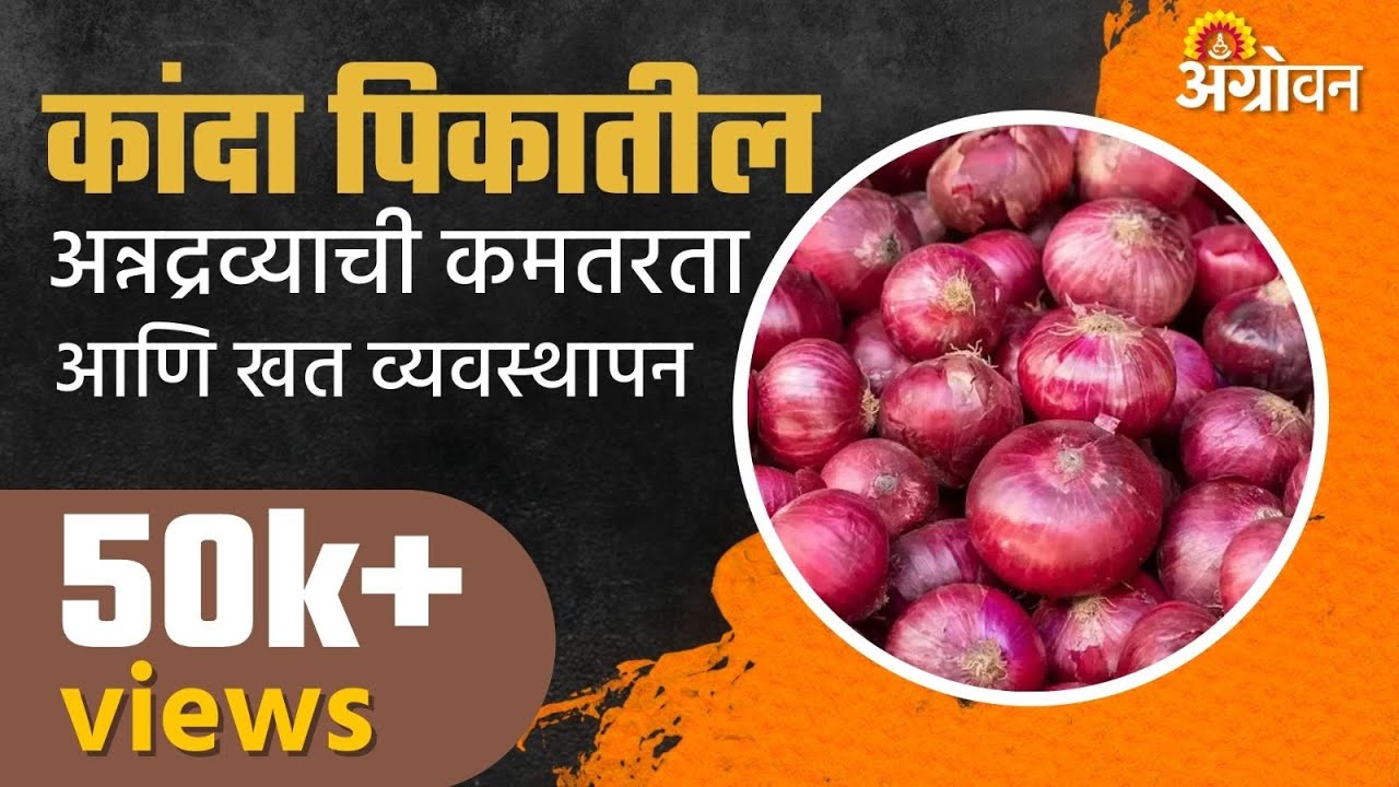कांदा पीक खत व्यवस्थापन आणि अन्नद्रव्ये कमतरता - पी ए साबळे | ॲग्रोवन