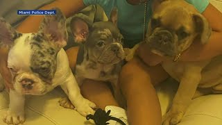 Miami PD Searching For 3 Suspects Who Stole 3 French Bulldogs, 9 Weapons, 20 Flashbangs & More