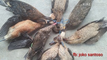 Suara burung blibis greyteal 100% turun