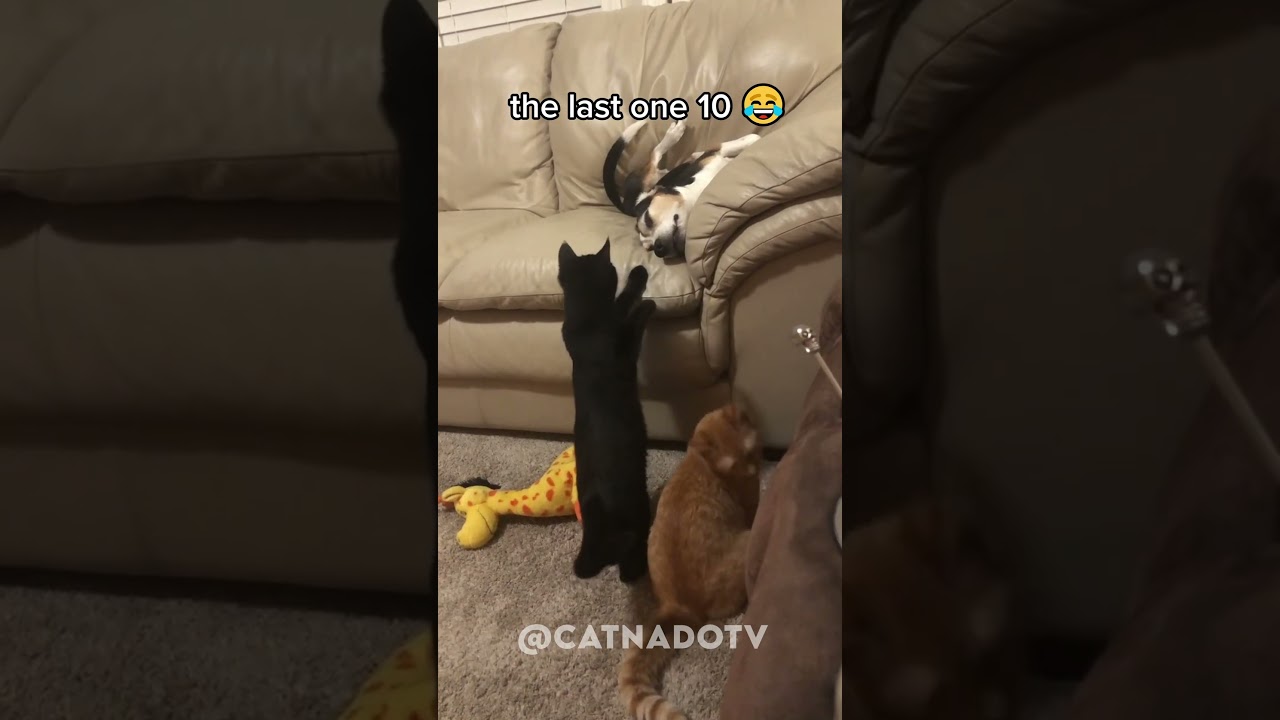 funny cat videos 😂😂😂