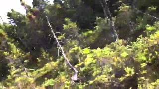 Rabbit snaring part 2