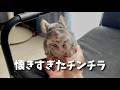 懐きすぎたチンチラと過ごす休日が癒しすぎる