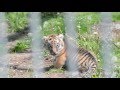 Амурские тигрята / Amur tiger - Children tigers