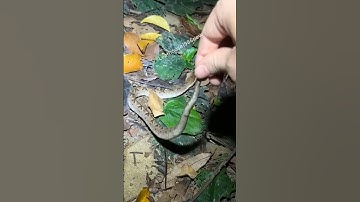 Rắn Lục Nưa cực nguy hiểm | @thegioiran