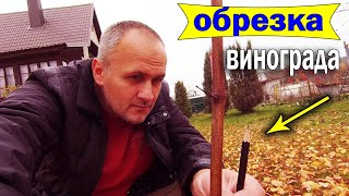 🔴🔴Обрезать или рано. Когда обрезать виноград. Обрезка винограда осенью