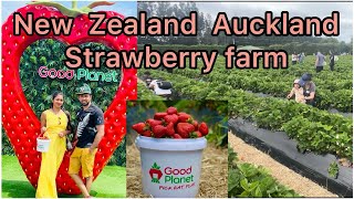 ZaberriWorld: Exploring the Good Planet Strawberry Farm in Auckland, New Zealand