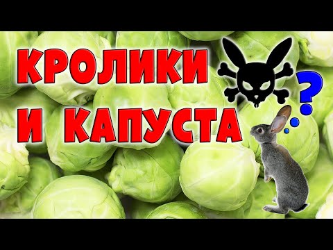 КРОЛИКИ И КАПУСТА