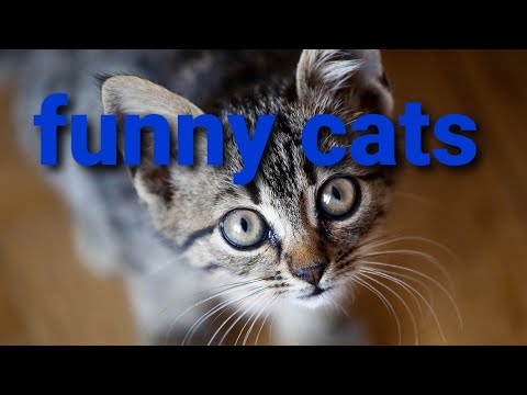 Funny Cats Cute and Baby Cats Video - YouTube