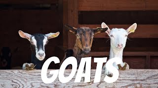 So many Goats!: Iron leaf Farm by Catlin Creations 48 views 1 year ago 2 minutes, 8 seconds
