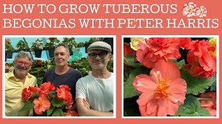 How to grow & propagate Tuberous Begonias with expert Peter Harris.