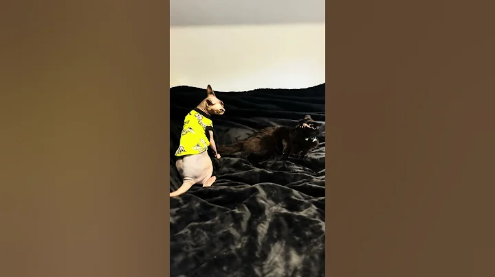 Watch the video about The art of battling your sibling. #hairlesscat #sphynx #rescuecat #family