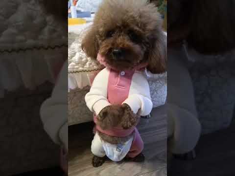Cute Puppy lovely  Care #short #4042