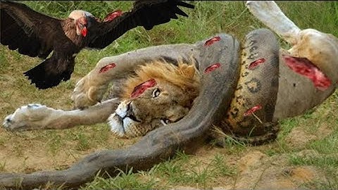 Lion vs python - leopard vs python |  lion - Jaguar #snake
