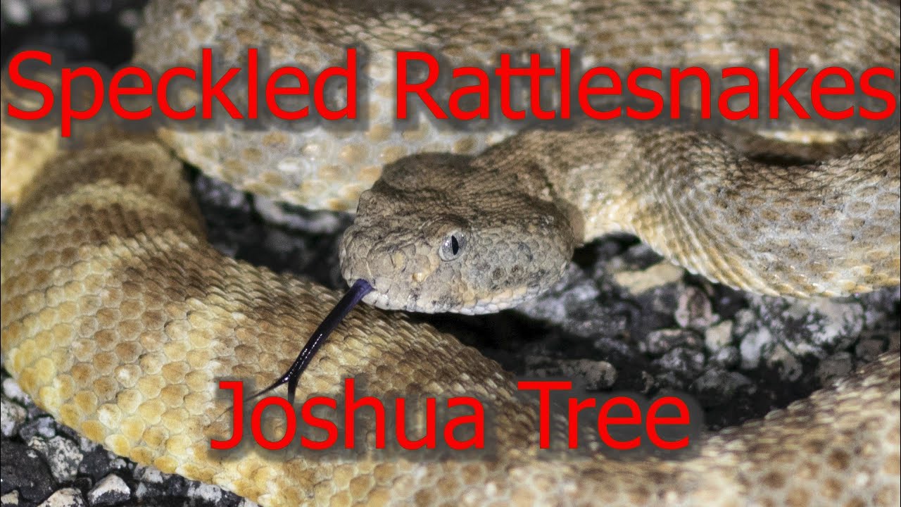 Are There Rattlesnakes In Joshua Tree National Park?