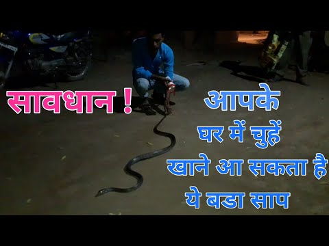 snake oil Indian rat Snake | धामण साप