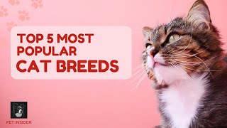 Top 5 Most Popular Cat Breeds Pet Insider