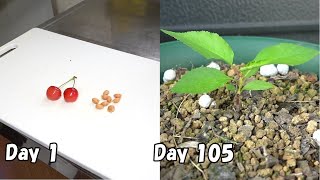 スーパーで買ったさくらんぼの種を最も早く発芽させる方法 / Grow cherry from store-bought cherries | How to germinate seeds fast