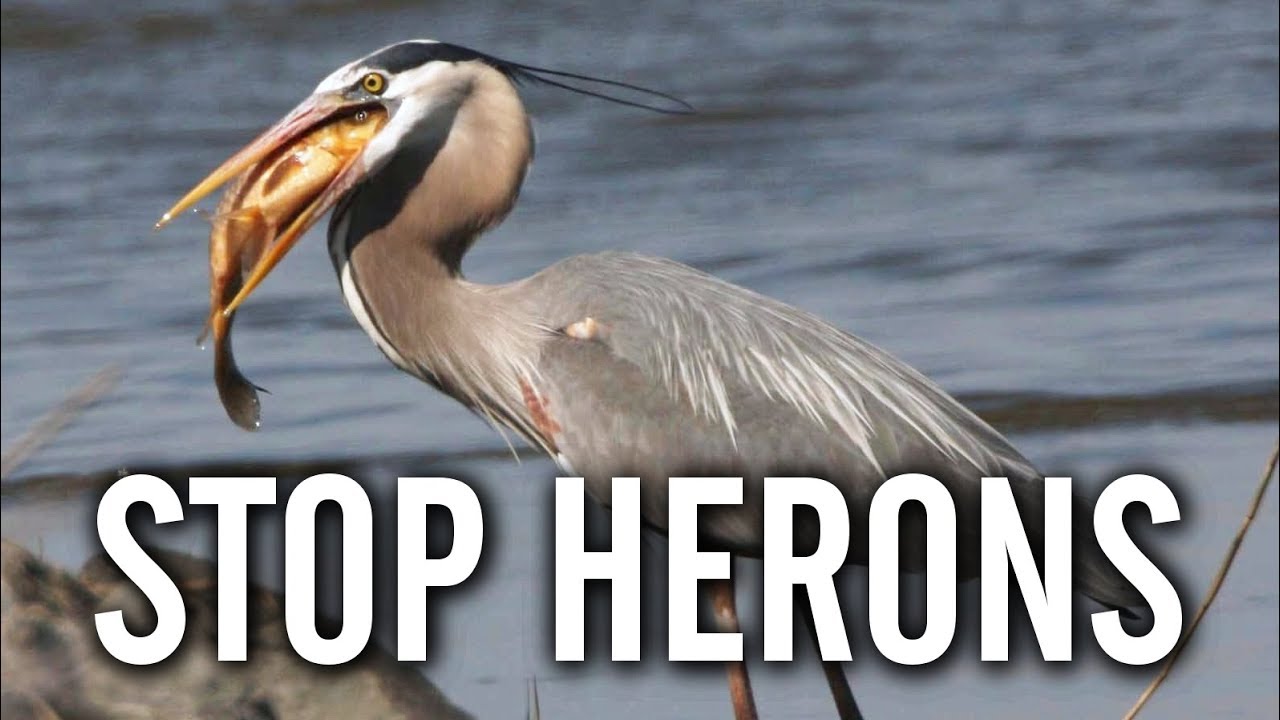 How Do Herons Protect Fish Ponds?