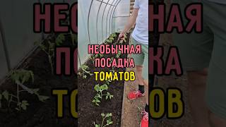 Необычная посадка томатов: урожай будет хороший