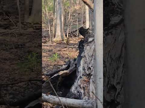 WILD encounter with a bobcat while turkey hunting ð¥ Timber Productions