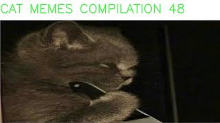 cat memes compilation 48