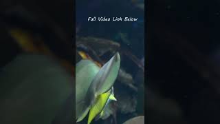 The Best 4K HDR Dolby Vision Demo Colorful Aquarium #shorts #shortvideo #youtubeshorts