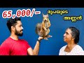 65,000/- രൂപയുടെ അണ്ണനെ മേടിച്ചു | Bought two Cambodian Squirrels | First Time In Kerala