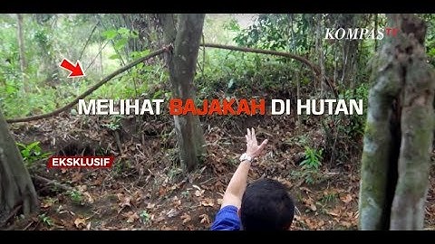 Melihat Bajakah di Hutan Kalimantan - AIMAN