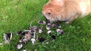 Cat eating mushroom