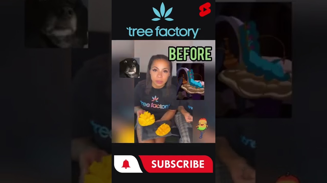 Does eating mangoes 🥭before smoking make you higher? We tried it out for you! 