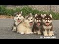 WORLDS CUTEST MALAMUTE PUPPIES | Heart Melting Puppies