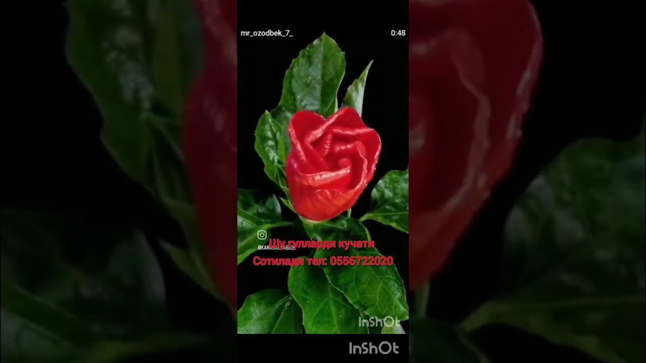 3 марта 2026 г.