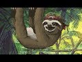 Sleep Meditation for Children | THE SLEEPY SLOTH | Bedtime Sleep Story for Kids