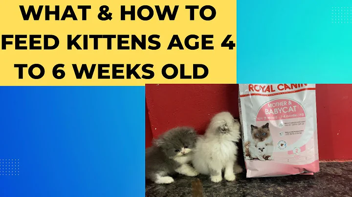 What & how to feed kittens age 4 to 6 week old