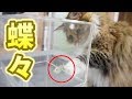 猫に蝶々を間近で見せてあげたら大興奮!!