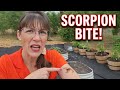 Real Life Animal Crossing - The Scorpion Bite That Delayed Everything #irl #acnh