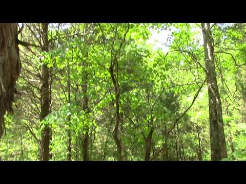 Tree selecting and clearing