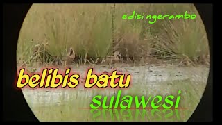 BELIBIS BATU//part14//edisi ngerambo//sniper rawa run